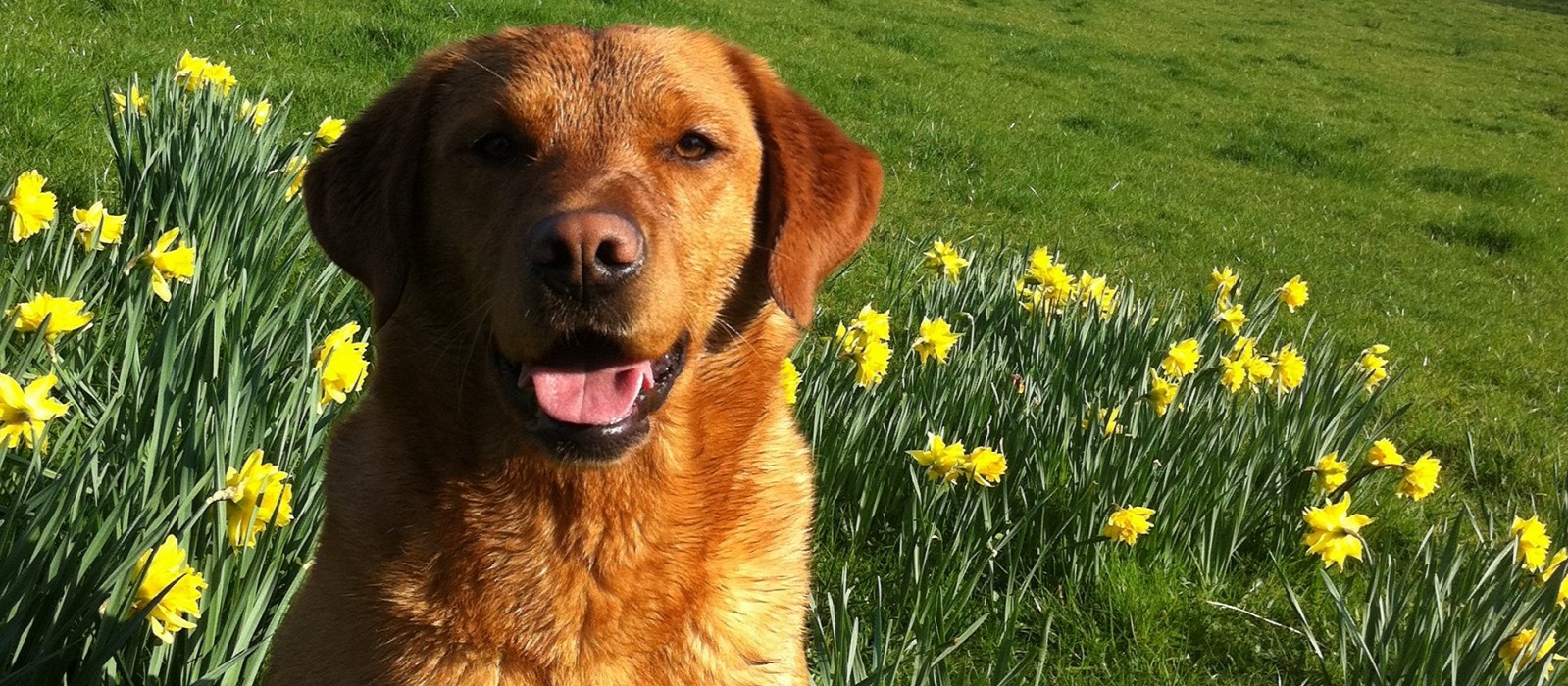 Enniscoe House Dog and Daffodils